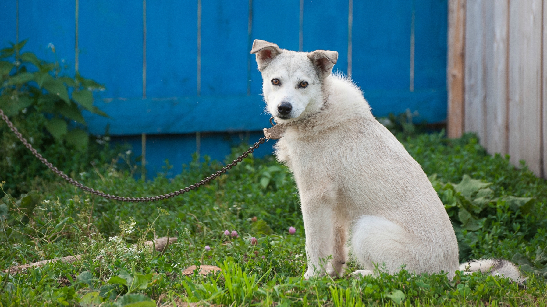 Chaining a dog could be banned in Texas